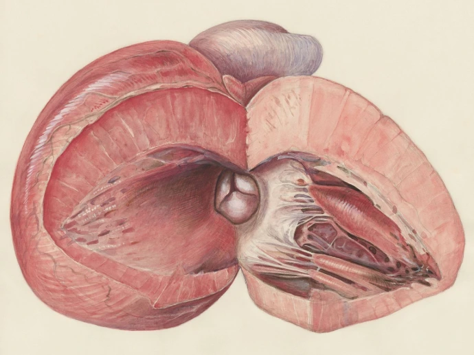 a drawing of a pink flower on a white background